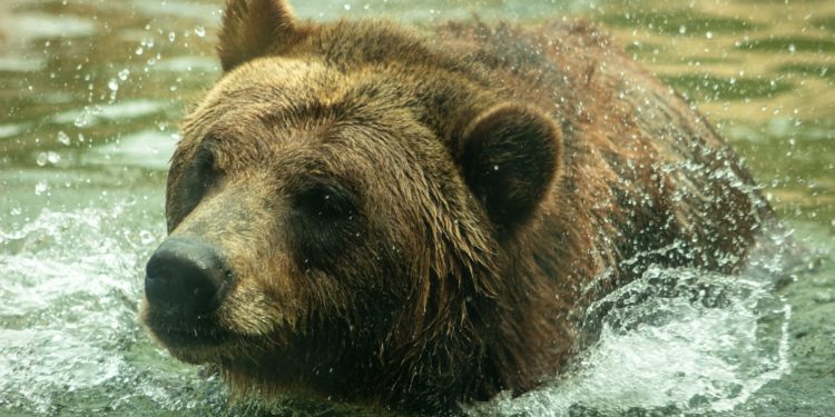 La mairie de Séméac vous donne rendez vous pour une rencontre avec l'Ours Brun
