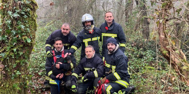 Les pompiers sauvent un chien tombé dans un puits