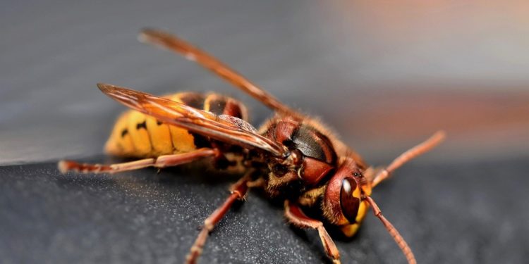 Dans un état critique après une piqûre de frelon, une femme sauvée in extremis par les pompiers