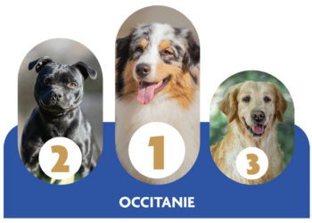 Voici les chiens préférés en Occitanie