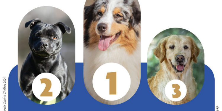 Voici les chiens préférés en Occitanie