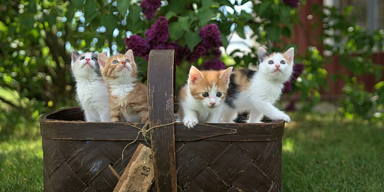 Campagne de stérilisation des chats errants à Bagnères de Bigorre