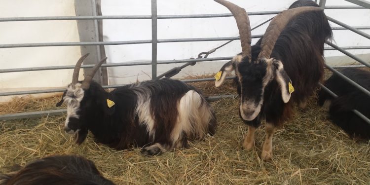 événement en Occitanie, le salon de l'agriculture de Tarbes ouvre ce jeudi