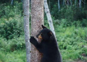 En vallée d'Aure, Cauterets ou Luz Gavarnie : toutes les animations du Parc National des Pyrénées pour les prochaines vacances