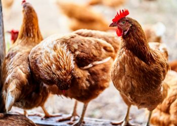 Une propagation « sans précédent » de la grippe aviaire