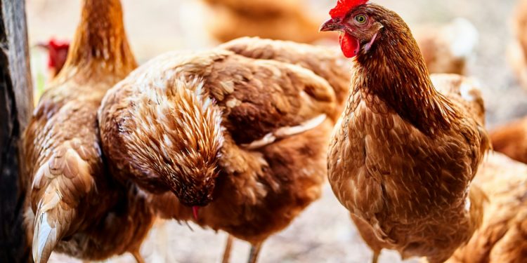 Une propagation « sans précédent » de la grippe aviaire