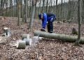 lumberjack, chainsaw, woodwork, tree trunks, lumber, lumberjack, lumberjack, lumberjack, lumberjack, chainsaw, chainsaw, chainsaw, chainsaw, chainsaw