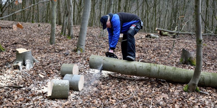 lumberjack, chainsaw, woodwork, tree trunks, lumber, lumberjack, lumberjack, lumberjack, lumberjack, chainsaw, chainsaw, chainsaw, chainsaw, chainsaw