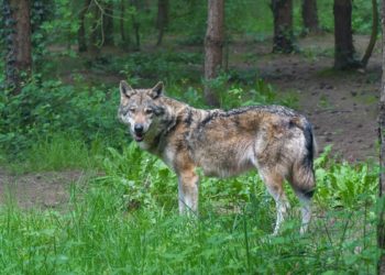 Un loup aperçu le long du Caminadour au nord de Tarbes