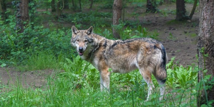 Un loup aperçu le long du Caminadour au nord de Tarbes