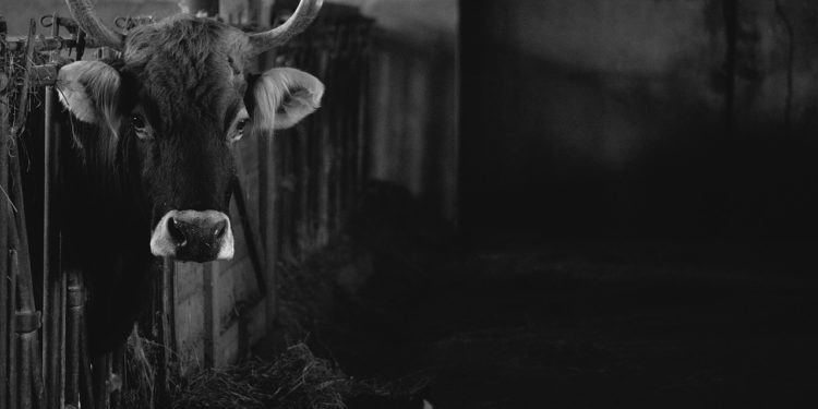 Hongrie : des images choquantes du bétail en décomposition