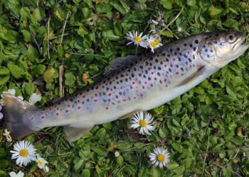 Loup ou pétrole à Tarbes, petit train à Gavarnie, l'Adour change de nom ... les meilleurs poissons d'avril 2025