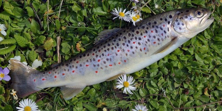 Loup ou pétrole à Tarbes, petit train à Gavarnie, l'Adour change de nom ... les meilleurs poissons d'avril 2025