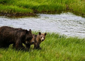 Avec de nouveaux oursons, découvrez combien sont les ours dans les Pyrénées