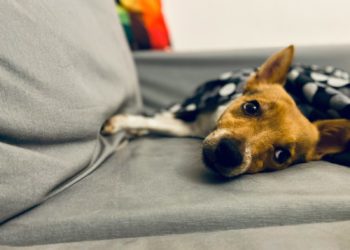 Un chien découvert ligoté et lesté de pierres dans un canal