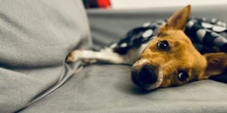 Un chien découvert ligoté et lesté de pierres dans un canal