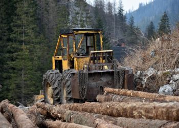 " les forêts du monde continuent d’être menacées par la déforestation et le changement climatique"