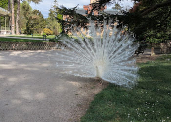 Le paon blanc du jardin massey