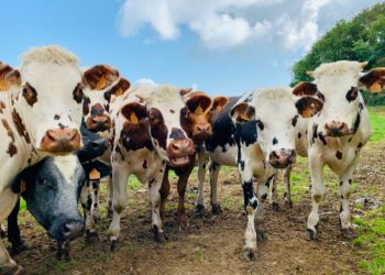 Maltraitance animale : 140 vaches saisies chez un agriculteur