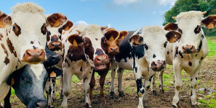 Maltraitance animale : 140 vaches saisies chez un agriculteur