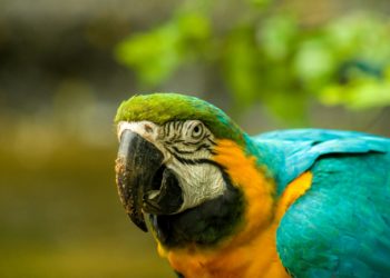 pourquoi la situation en Amazonie doit nous alerte