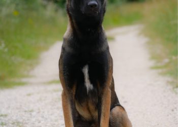 Premier exploit pour Vénom le nouveau chien de gendarmerie
