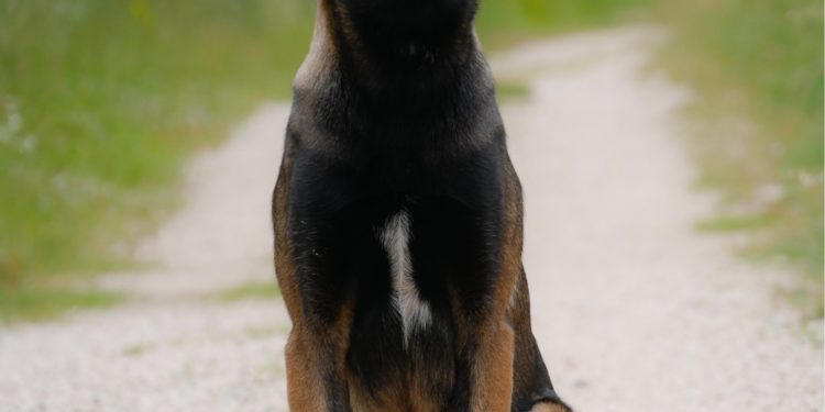 Premier exploit pour Vénom le nouveau chien de gendarmerie