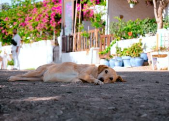 Tarbes et les Hautes Pyrénées en alerte canicule dès dimanche