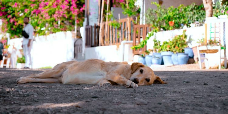 Tarbes et les Hautes Pyrénées en alerte canicule dès dimanche