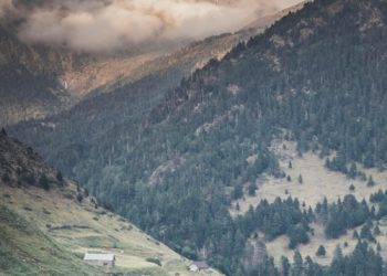 Comment la commune de Campan veut lutter contre le réchauffement climatique qui abîme sa forêt
