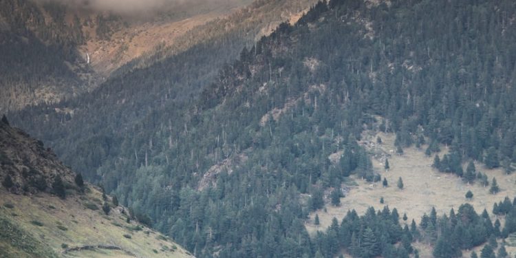 Comment la commune de Campan veut lutter contre le réchauffement climatique qui abîme sa forêt