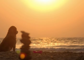 Météo France place 3 départements d'Occitanie en alerte vigilance orange Canicule