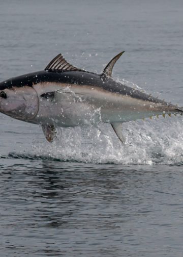 La recette du tartare de thon par un chef doublement étoilé