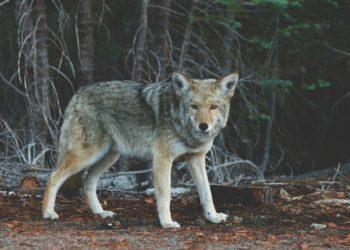 Loup : la déclaration polémique d’Emmanuel Macron