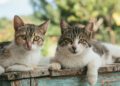 à Séméac une nouvelle campagne de stérilisation des chats errants