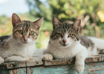 à Séméac une nouvelle campagne de stérilisation des chats errants