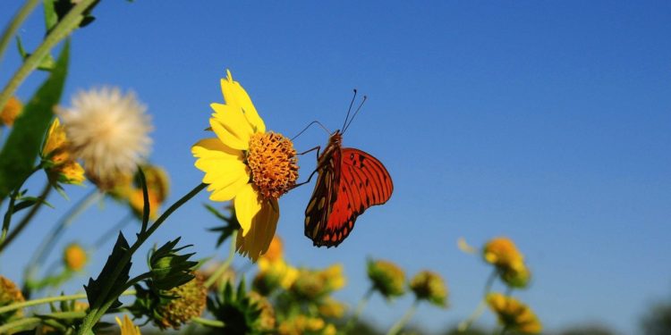 Selon Météo France, le retour de la chaleur c'est pour bientôt à Tarbes