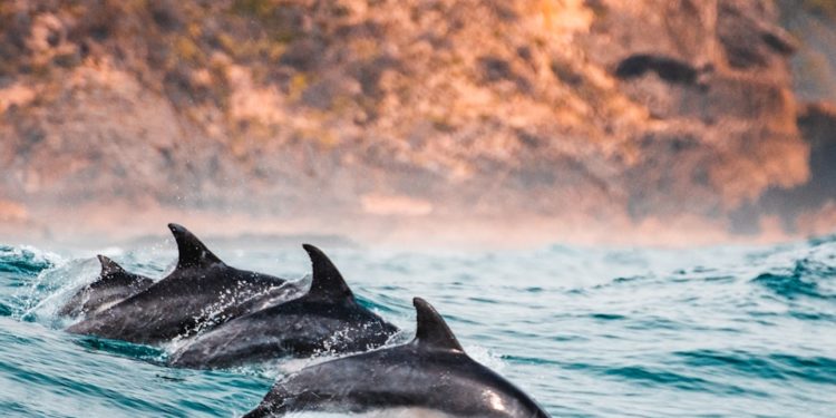 Des milliers de poissons échoués à Saint-Malo