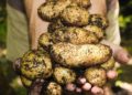 Pourquoi la patate de Belgique est menacée ?