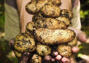 Pourquoi la patate de Belgique est menacée ?
