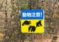 Comment le Japon lutte contre les attaques d'ours
