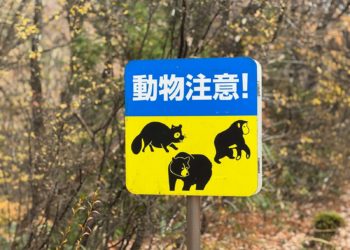 Comment le Japon lutte contre les attaques d'ours