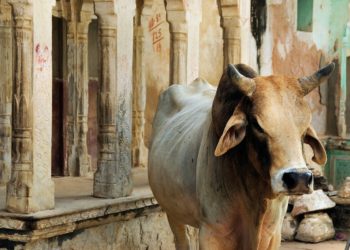 Inde bataille de bouses de vaches