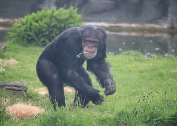 La célèbre primatologue Jane Goodall est morte à 91 ans
