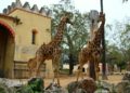 Vidéo - Naissance d'un bébé girafe