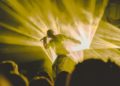 L'Eurovision reporte le vote sur la participation d'Israël au concours de l'année prochaine