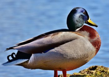 Un producteur de foie gras condamné pour mauvais traitement