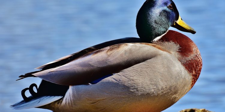Un producteur de foie gras condamné pour mauvais traitement