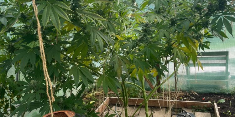 Capvern - l'odeur de cannabis était restée incrustée dans la voiture