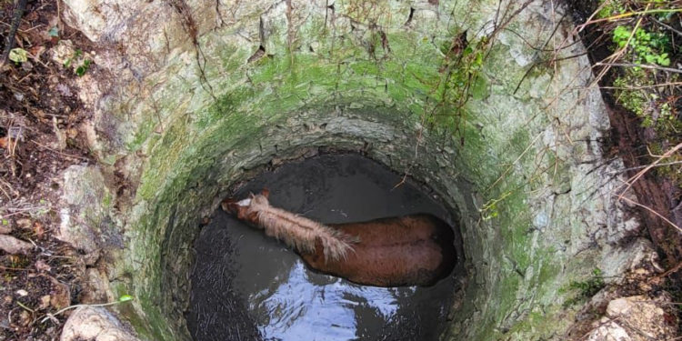 Insolite - les pompiers sauvent un chien coincé dans un plafond et un cheval tombé dans un puits
